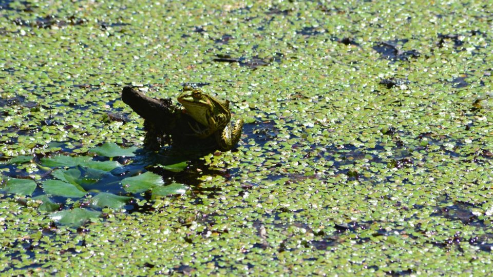 Grenouille dans les Etangs Vaillants © Jura tourisme