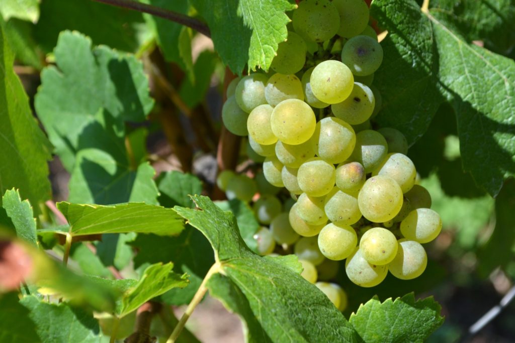 Vigne dans le Sud Revermont © Jura Tourisme