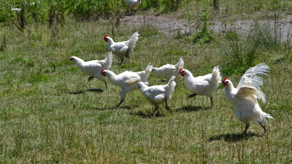 Volailles de Bresse (poules et coq) de Rachel Voisard © Jura Tourisme