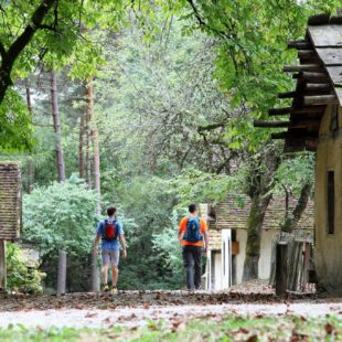 Forêt de Chaux, aux Maisons du