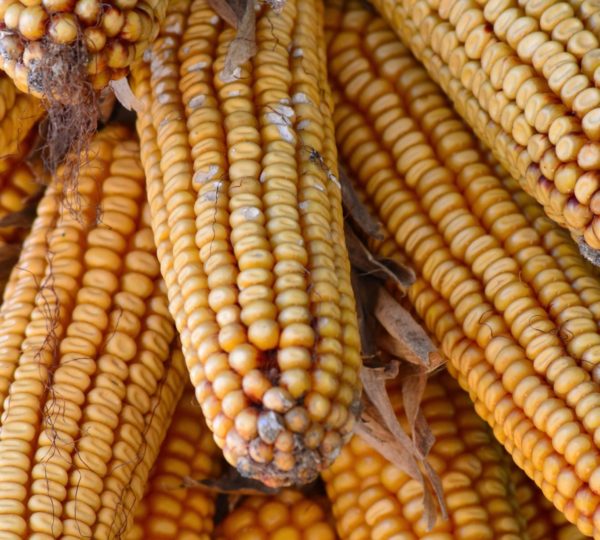 Epis de maïs suspendu à une maison bressane © Jura Tourisme