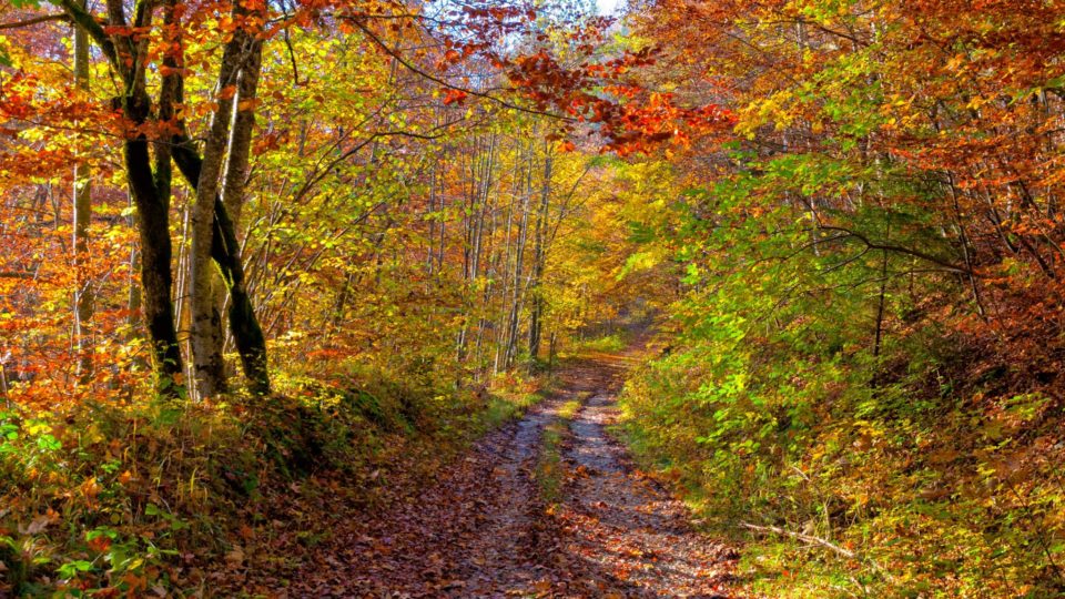Chemin en sous-bois à l’automne
