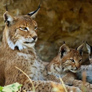 Famille de Lynx