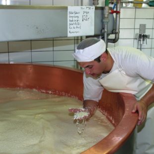 Préparation du caillé à la Fruitière d'Arbois
