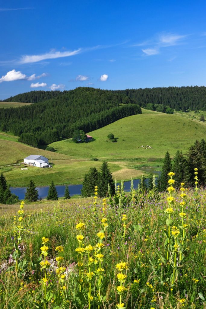 Gentianes dans les Hautes-Combes