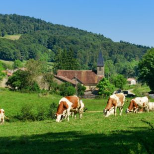Vache Montbéliarde à Lamarre