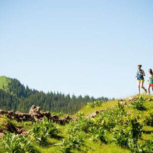 Traileuses devant le Crêt de Chalam