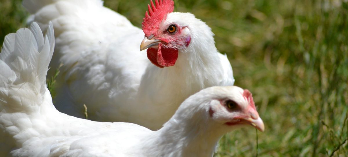 Poule et coq de Bresse