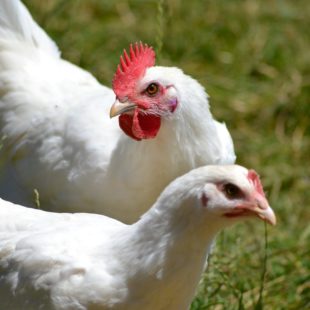 Poule et coq de Bresse