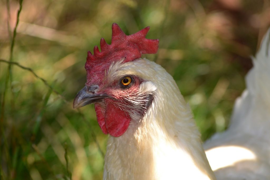 Poulet de Bresse, Volaille de Bresse, cuisson et AOP Jura Tourisme