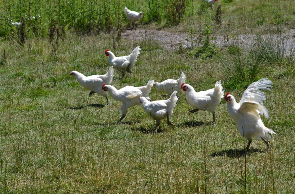 Volailles de Bresse © Jura Tourisme