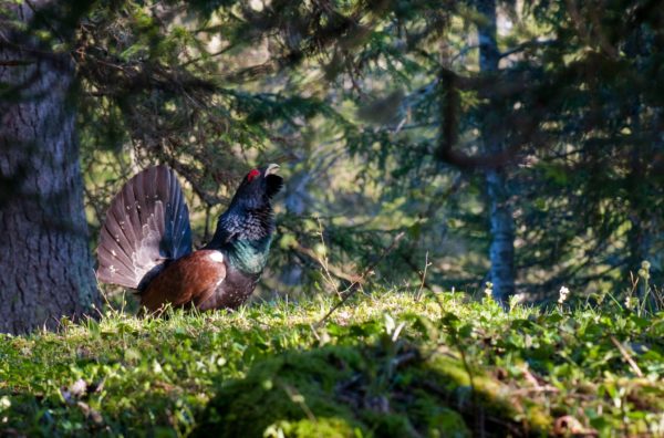 Protection des espaces naturels fréquentés par des espèces rares et menacées
