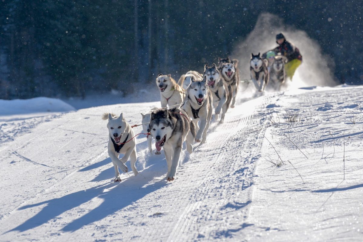 Chiens de traineau Jura, Balade chiens de traîneau - Jura Tourisme