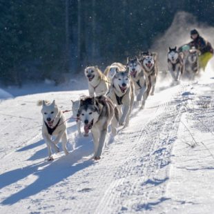 Chiens de traîneau à Morbier