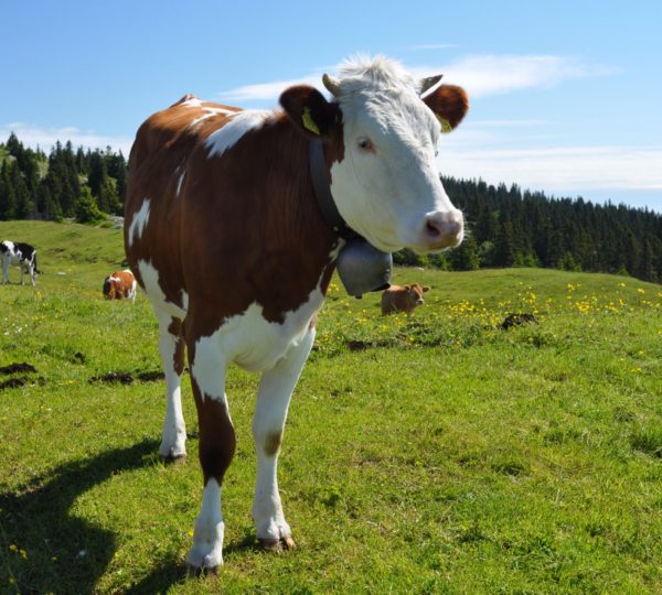Vache Montbéliarde
