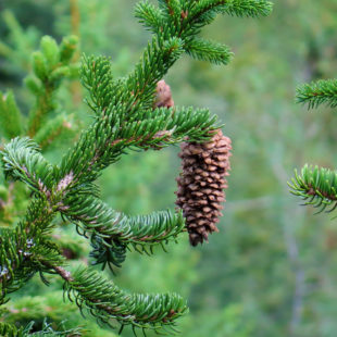 Cône d’épicéa