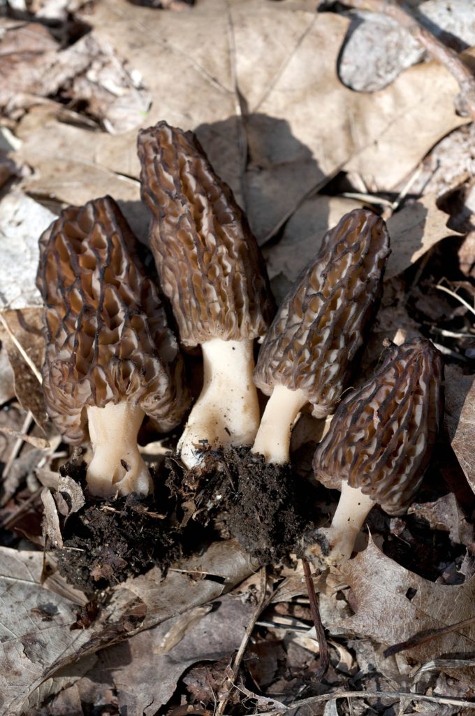 Morilles