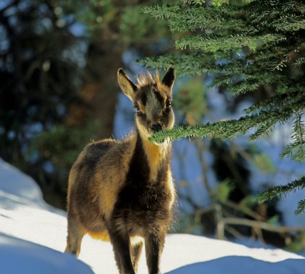 Chamois