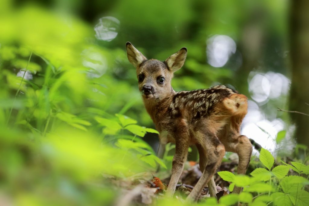 Faon de chevreuil © Stéphane Godin/Jura Tourisme