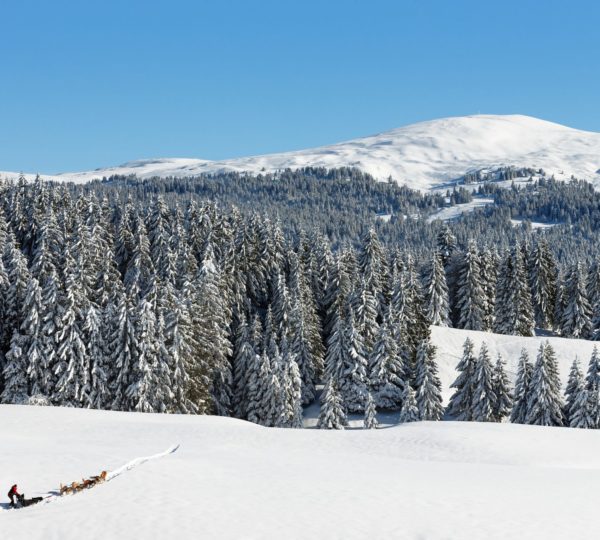 Chiens de traineaux © Stéphane Godin/Jura Tourisme