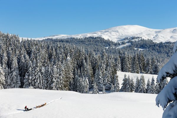 Chiens de traîneau dans les Hautes-combes