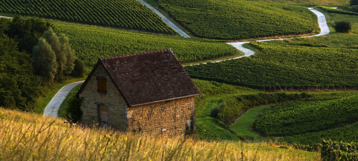 Route dans les vignes du Vernois