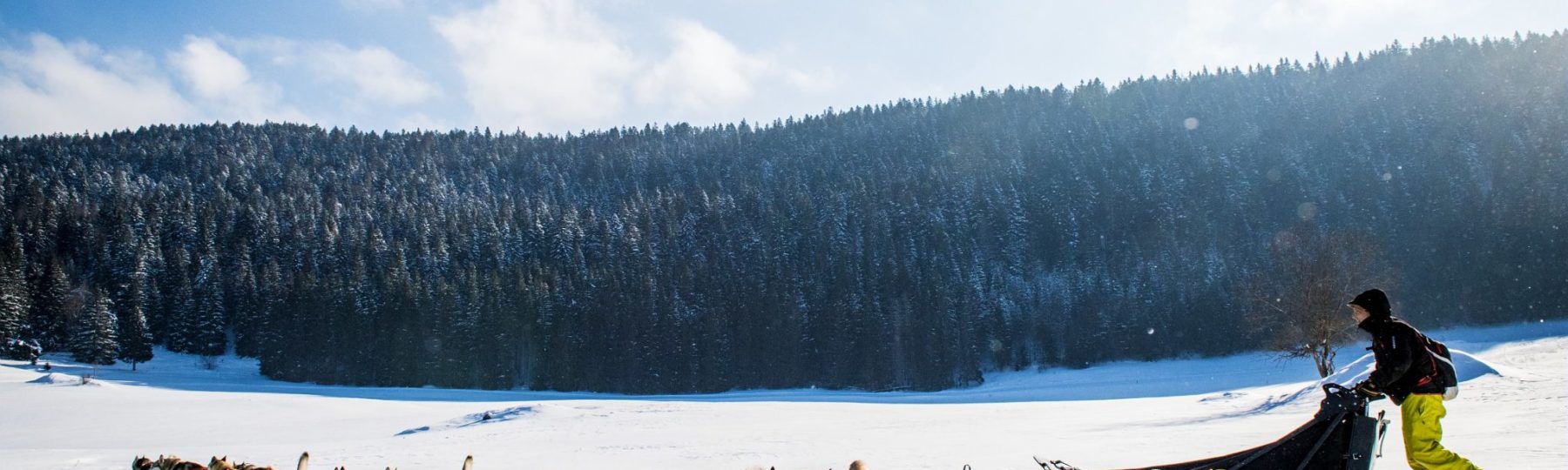 Musher et son attelage de chiens de traîneau