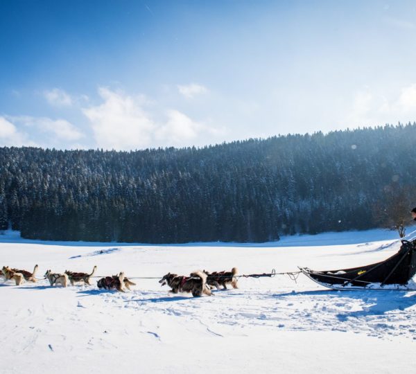 Musher et son attelage de chiens de traîneau