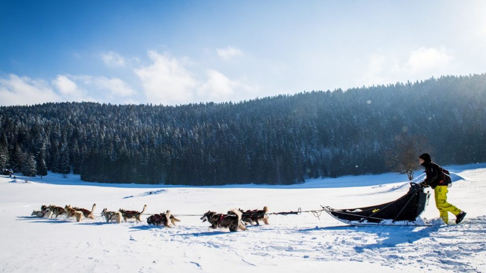Musher et son attelage de chiens de traîneau