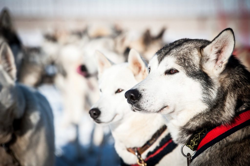 Meute de chiens de traîneau © Benjamin Becker/Jura Tourisme