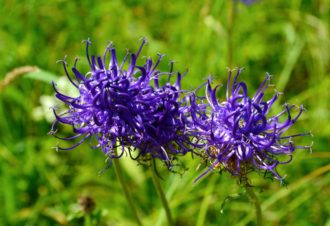 Balade surprise sur le Grandvaux