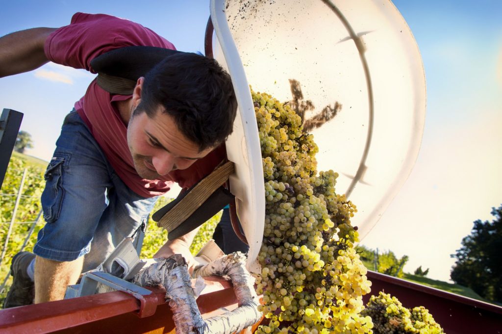 Vendanges dans le Jura © Jérôme Genée/Jura Tourisme