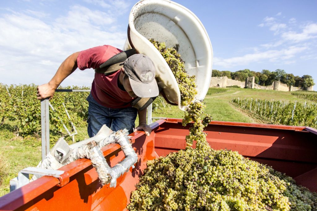 Vendengeur au Château d'Arlay © Jérôme Genée/Jura Tourisme