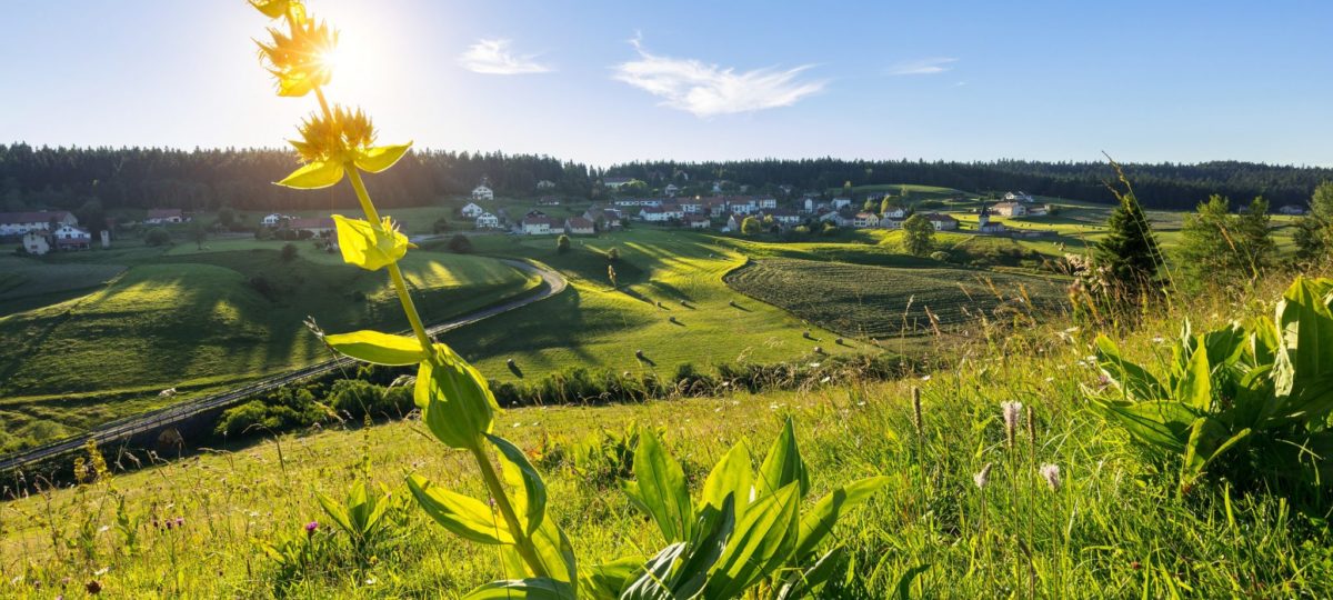 Gentiane et village des Piard