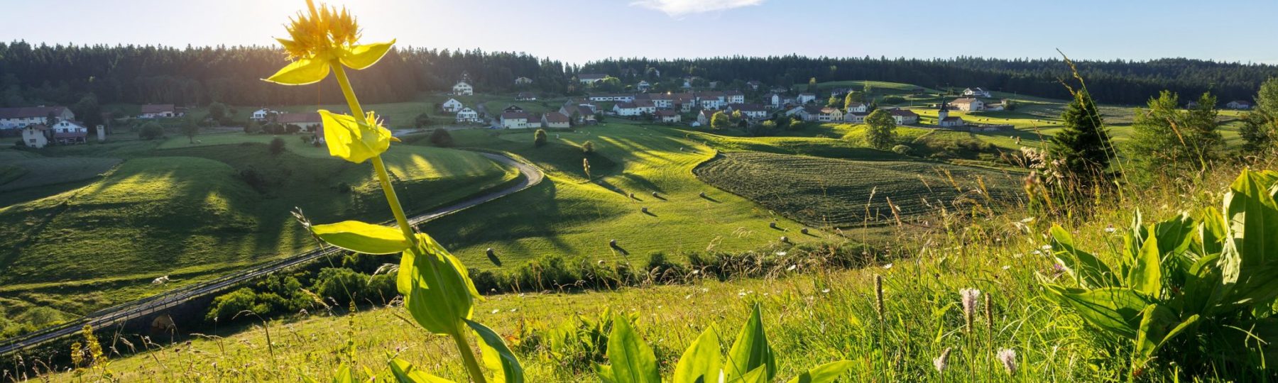 Gentiane et village des Piard © Stéphane Godin/Jura Tourisme