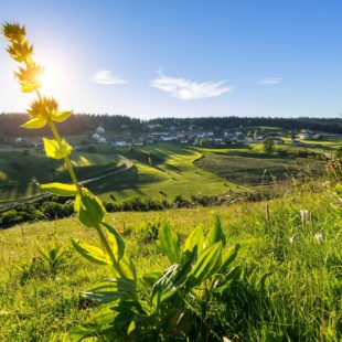 Gentiane et village des Piard