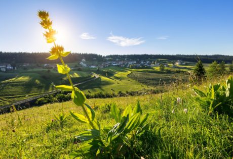 Gentiane et village des Piard