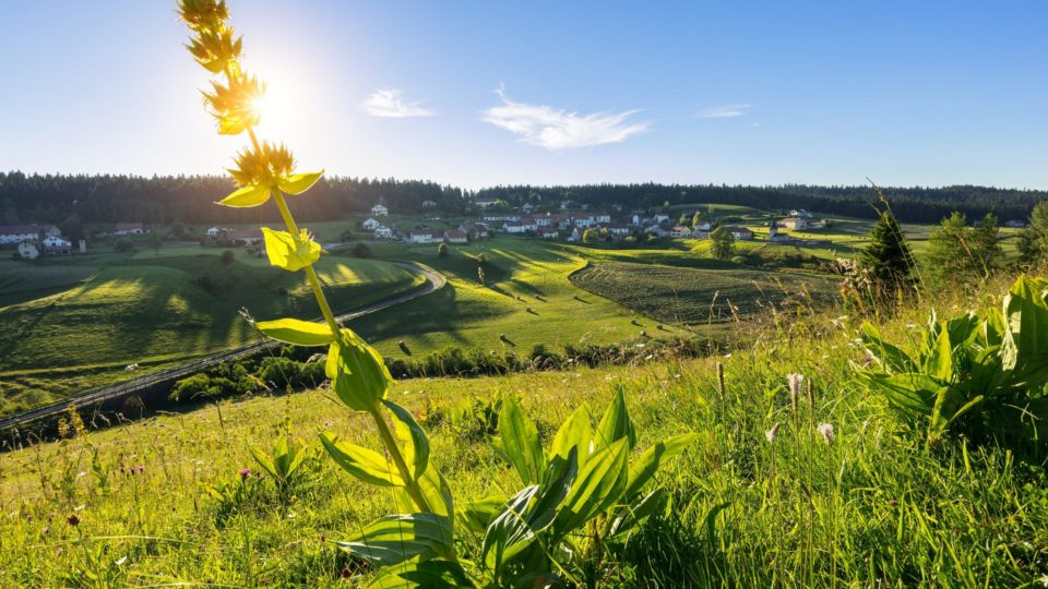 Gentiane et village des Piard