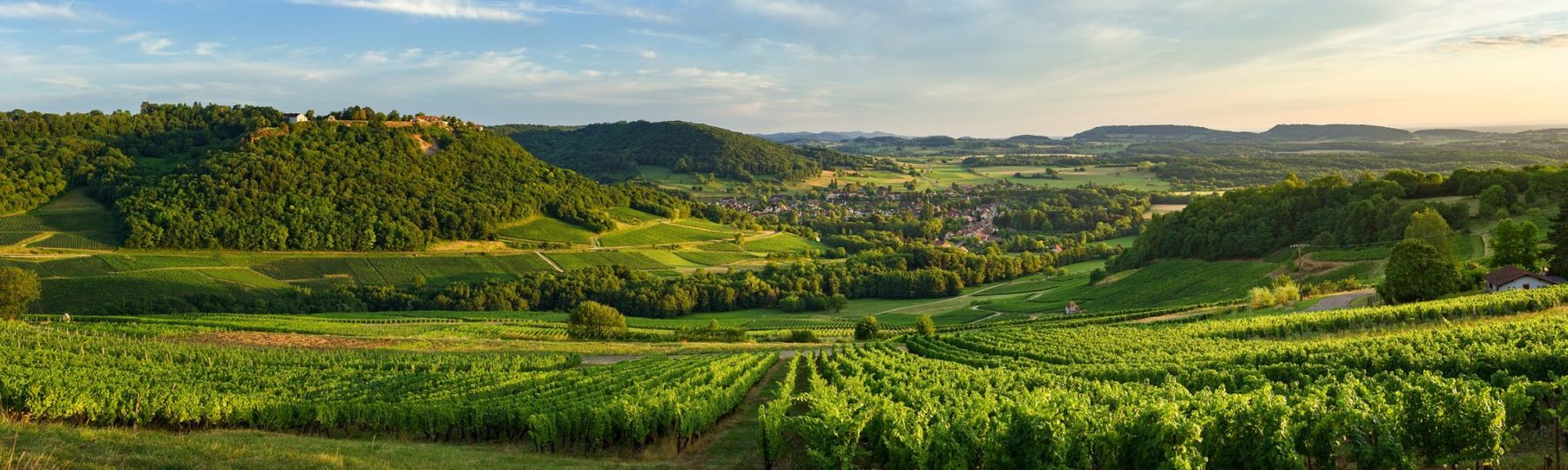 Vue sur les vignes depuis Menétru-le-Vignoble © Stéphane Godin/Jura Tourisme