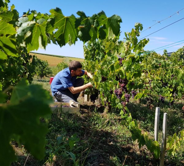 Vendange à Arbois © Jura Tourisme