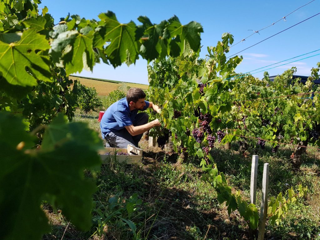 Vendange © Jura Tourisme