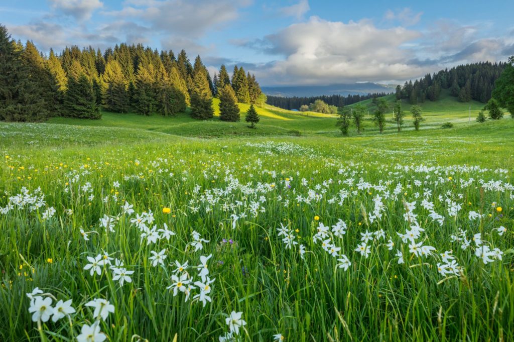 Champ de Narcisses dans les Hautes-Combes © Stéphane Godin/Jura Tourisme 