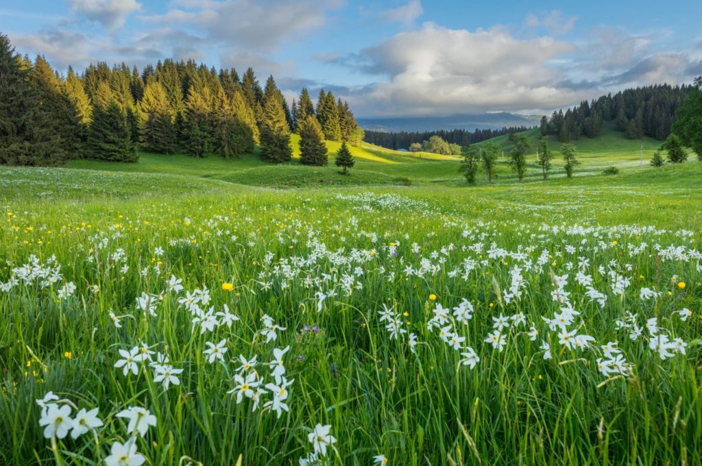 Hautes-Combes au printemps © Stéphane Godin / Jura Tourisme