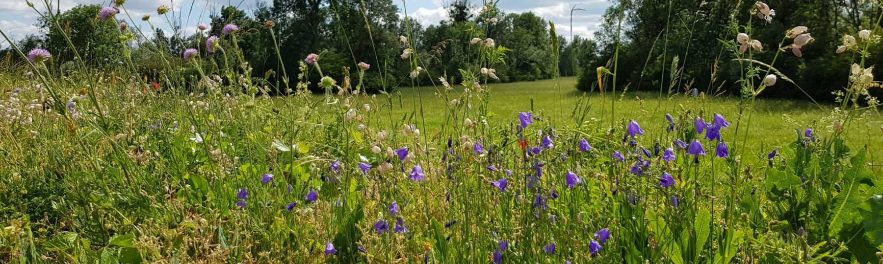 Réserve Naturelle Nationale de l'île du Girard © Jura Tourisme