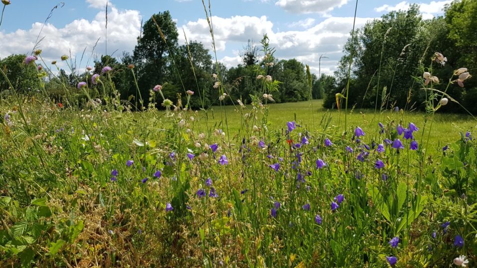 Réserve Naturelle Nationale de l'île du Girard © Jura Tourisme
