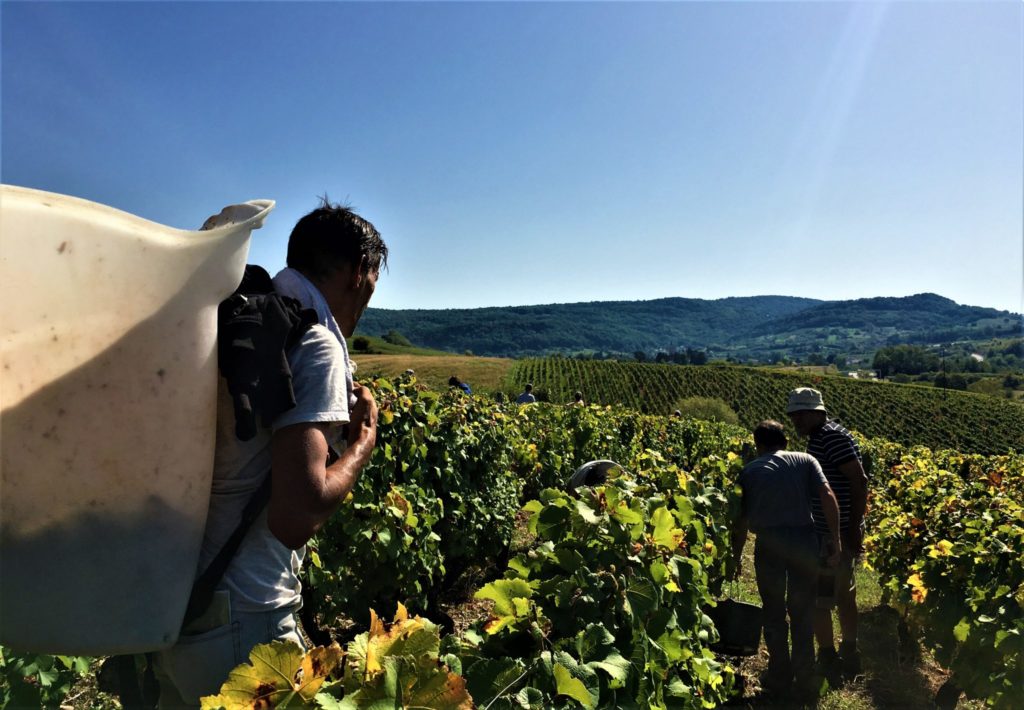 Vendanges à la Vigne Pasteur - Clos des Rosières © Jura Tourisme