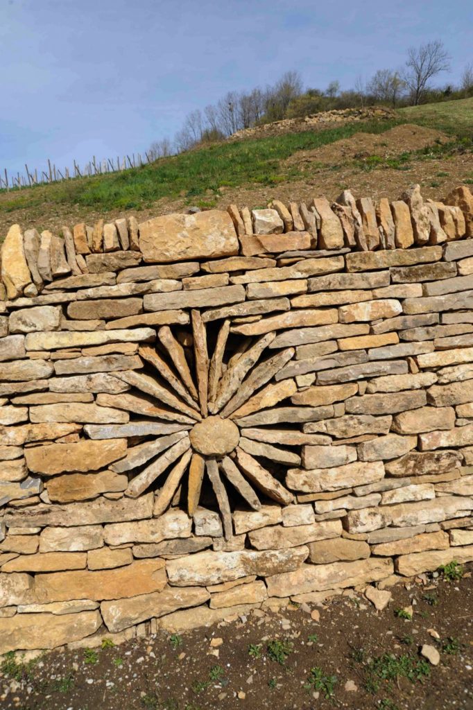 Marguerite inclue dans un mur de pierres sèches © Michel Campy