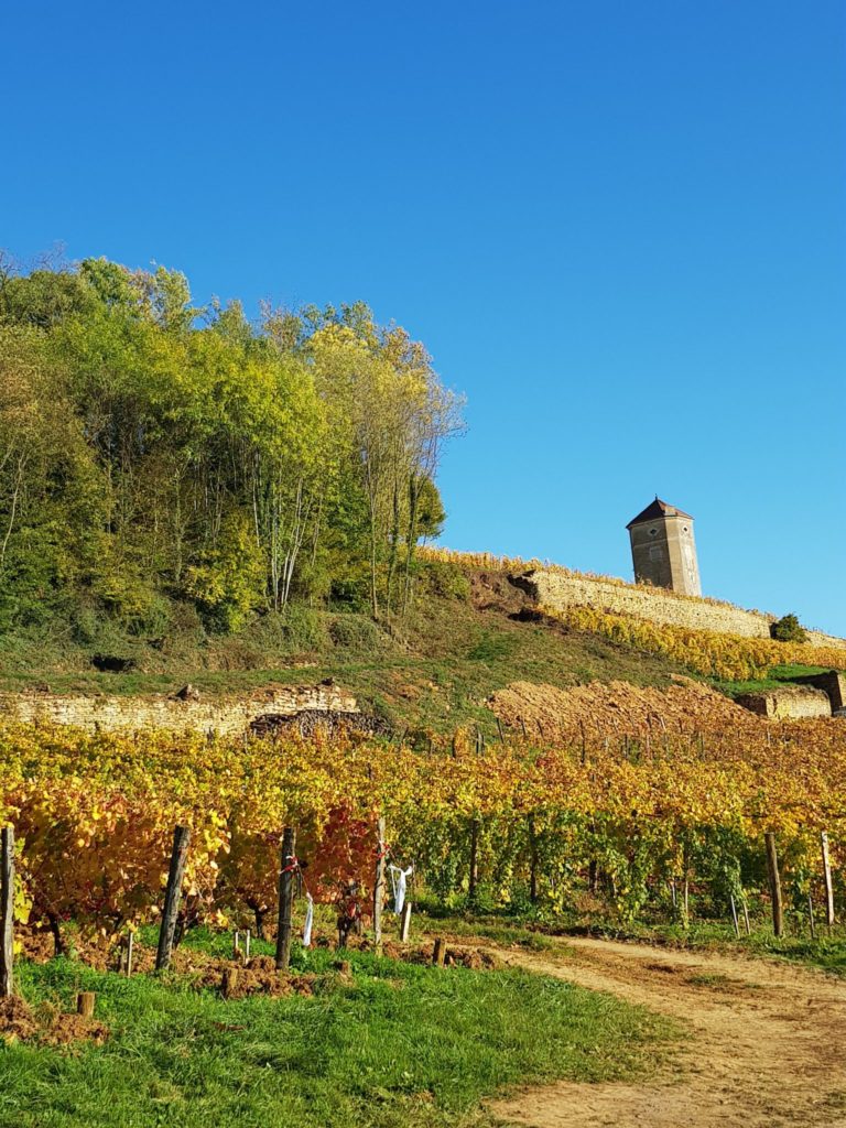 Tour de Curon dans le vignoble Arboisien © Jura Tourisme