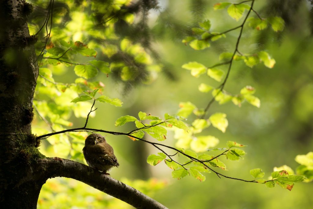 Chouette Chevêchette © Guillaume François/Jura Tourisme