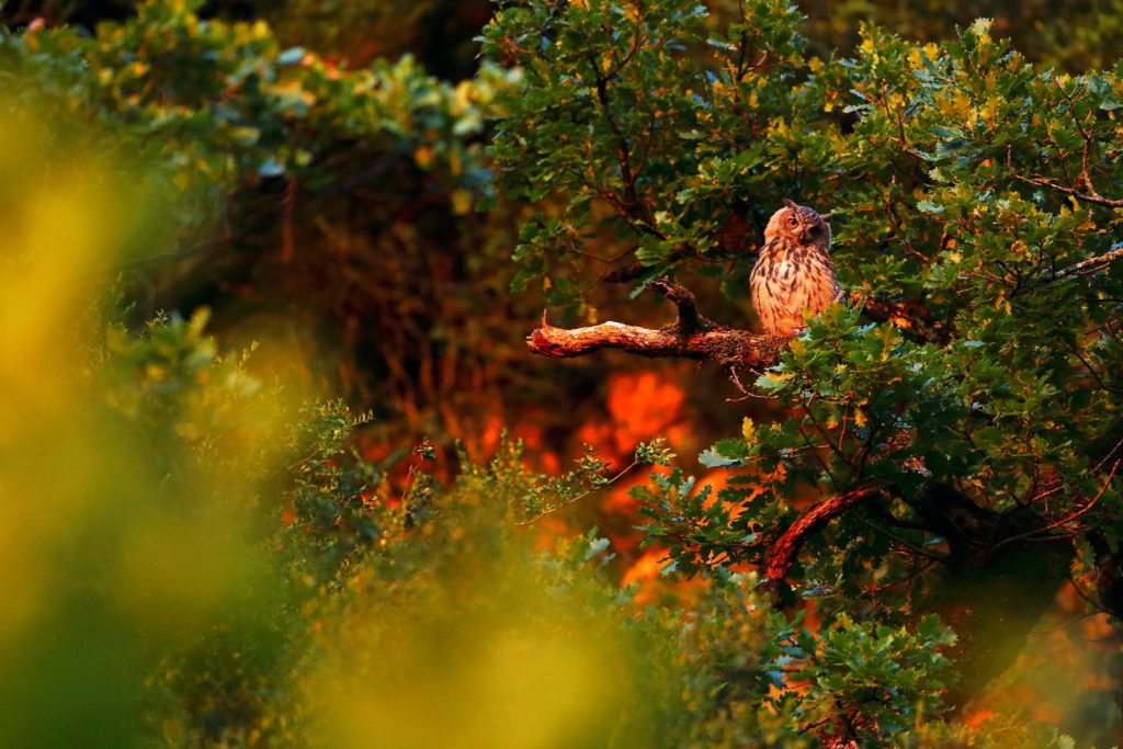 Hibou Grand Duc © Guillaume François/Jura Tourisme